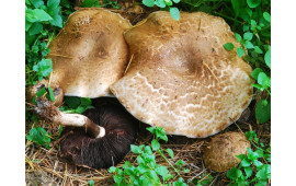 Шампиньон летний
Agaricus silvaticus