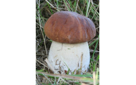 Белый гриб
Boletus Edulis