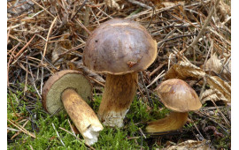 Боровик
Boletus aereus