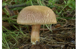 Моховик пёстрый
Boletus chrysenteron