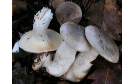 Говорушка серая
Clitocybe nebularis