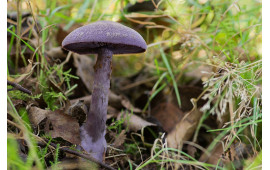 Паутинник фиолетовый
Cortinarius violaceous