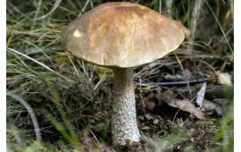 Подберезовик
Leccinum scabrum