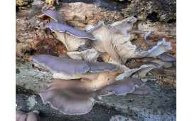 Вешенка серая
Pleurotus ostreatus