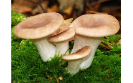 Вешенка
Pleurotus ostreatus