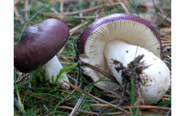 Сыроежка волнистая
Russula atropurpurea