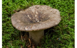 Подгруздок чернеющий
Russula nigricans