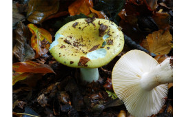 Сыроежка охристая
Russula ochroleuca