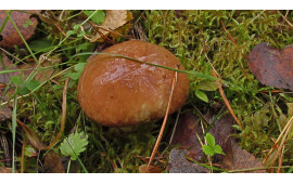 Масленок обыкновенный
Suillus luteus