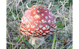 Мухомор красный
Amanita muscaria