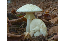 Мухомор лимонный (Жёлтая бледная поганка) 
Amanita citrina