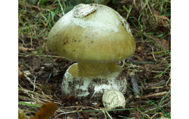 Бледная поганка
Amanita phalloides