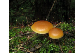 Галерина окаймленная
Galerina marginata