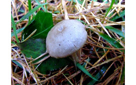 Волоконница земляная
Inocybe geophylla