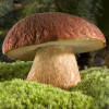 Гриб Белый (Boletus edulis, Fr)