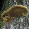 Гриб Санхван (Phellinus linteus)