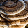 Гриб Траметес (Trametes versicolor)