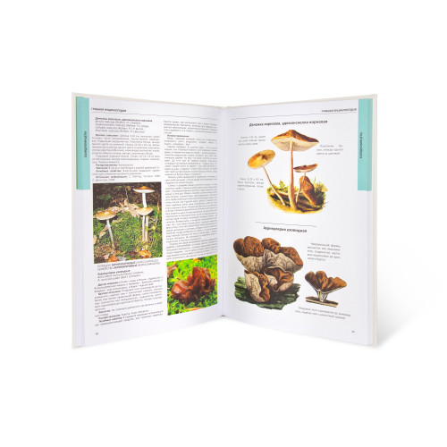 Большая иллюстрированная энциклопедия И.А.Филипповой Лечебные грибы. Фунготерапия